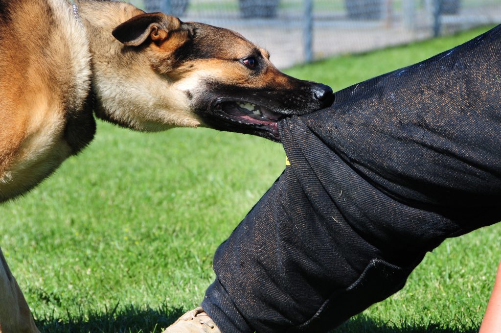 Los Mejores Abogados en Español Cerca de Mí Expertos en Mordeduras, Agravios y Ataques de Perros y Animales en Whittier California